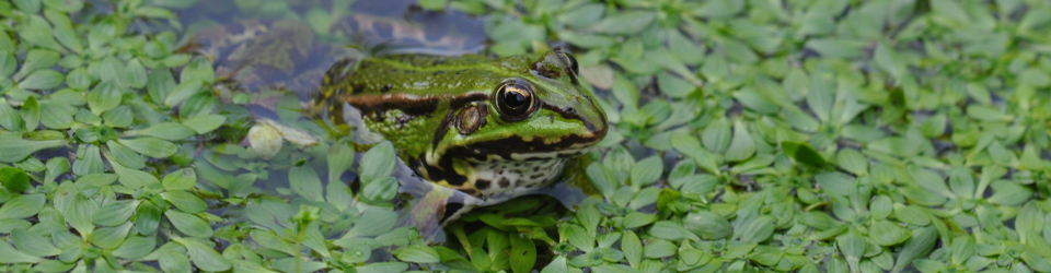 Natur Postale Naturpostkarten